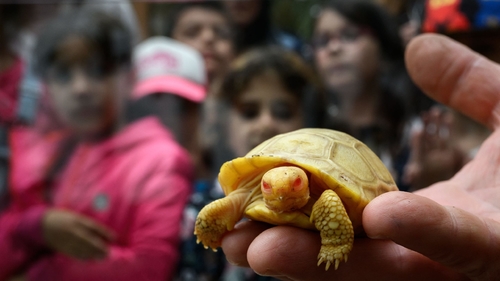 Latest company news about Rzadki, nigdy wcześniej nie widziany mały żółw albinos Galapagos debiutuje w szwajcarskim zoo