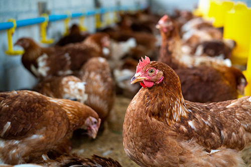 Najnowsze wiadomości o Wschodzące zagrożenie: Potwierdzono trzeci przypadek H5N1 u ludzi