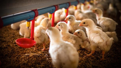 Latest company news about Pojawienie się ptasiej grypy H5N1: rosnące zaniepokojenie zdrowia publicznego