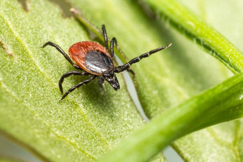 Latest company news about Rozpoznanie choroby z Lyme: przyczyny, objawy i zapobieganie
