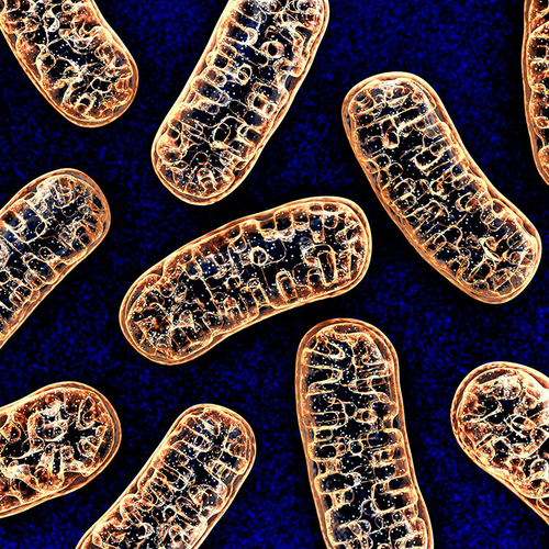 Latest company news about Mitochondrialne DNA jest wczesnym markerem ciężkiej choroby COVID-19